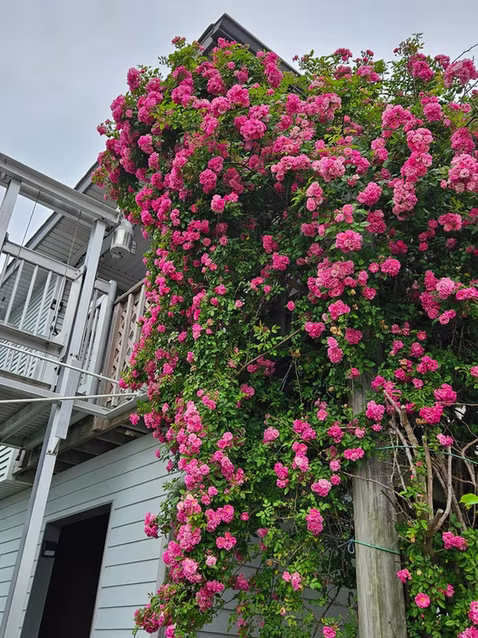 Photo 7 of 14 S Flamingo Street, La Marque, TX