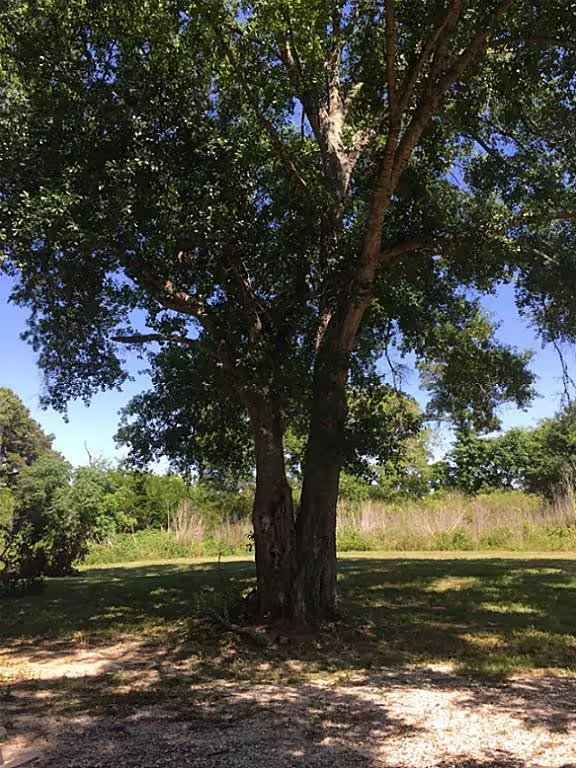 Photo 6 of 268 N Mt Mariah, Montgomery, TX